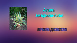 Лечение диспепсии.  Агава американская