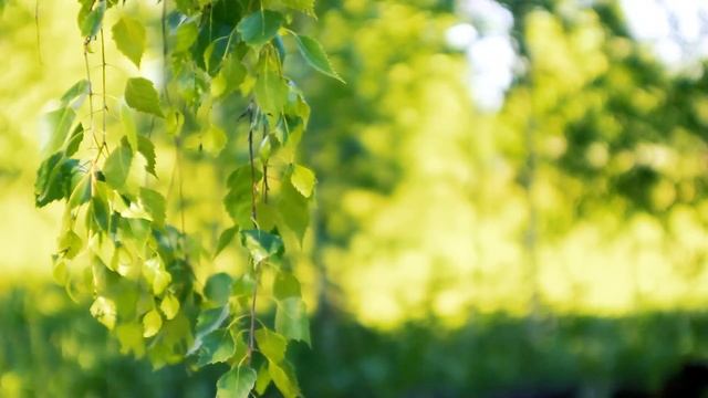Нежные ветки Берёзки | Футажи красивая природа [FullHD]