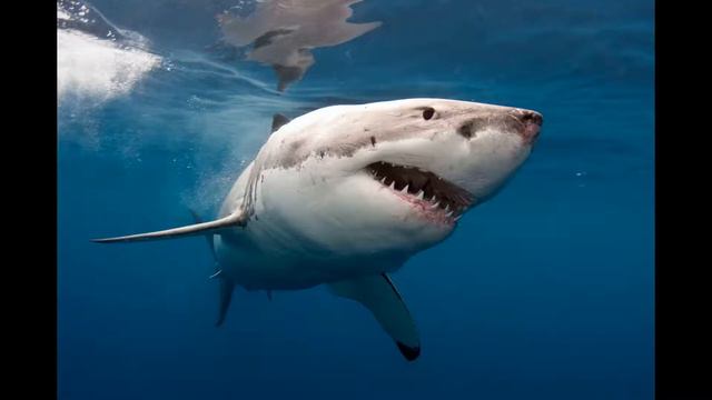 рыбалка втб смотреть онлайн