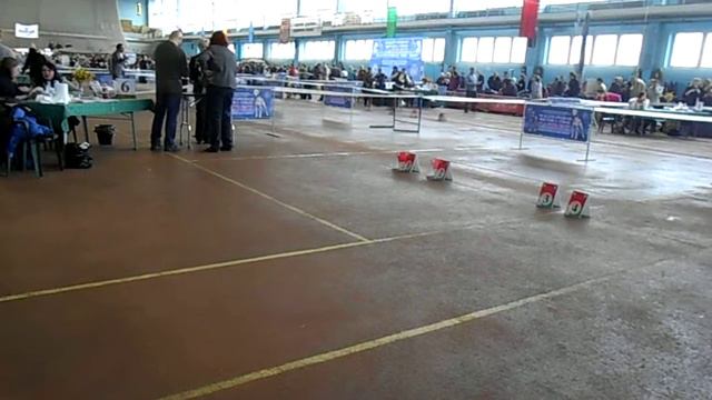 Ринг бишон-фризе, класс промежуточный + открытый (кобели) смотреть онлайн