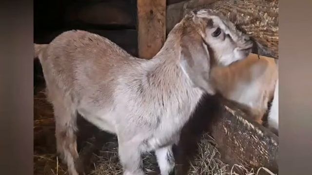 С чего всё начиналось) Мои  ручные  козочки..С чего мы начинали своё хозяйство!