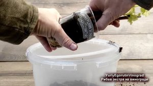 🍇Укореняю виноград с РИБАВ-ЭКСТРА. Неужели он работает? Экологический природный безопасный! НЕ ХИМИ