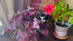 Гибискус Розовый Махровый Уход и его Цветение