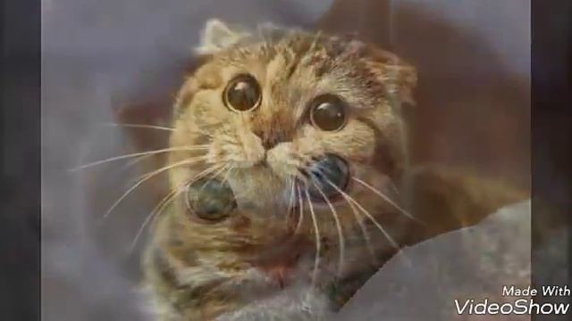 || ТАНЕЦ РУК || соку соку бачи бачи || смотреть онлайн