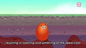 What Is Seed Germination? | SEED GERMINATION | Plant Germination | Dr Binocs Show | Peekaboo Kidz