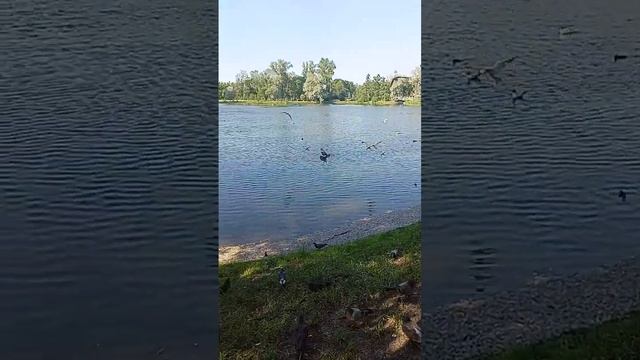 птицы чайки чайка голуби голубь голубка птахи пташки птички птица много птиц птичий базар парк лето