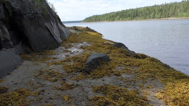 #21 Остров для Робинзона Ярославль | Охота на мышей | Холодная Кереть 2019 смотреть онлайн