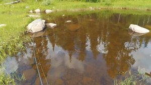 К верховьям реки Бакланиха. Щука, хариус, высокая вода и много гнуса.