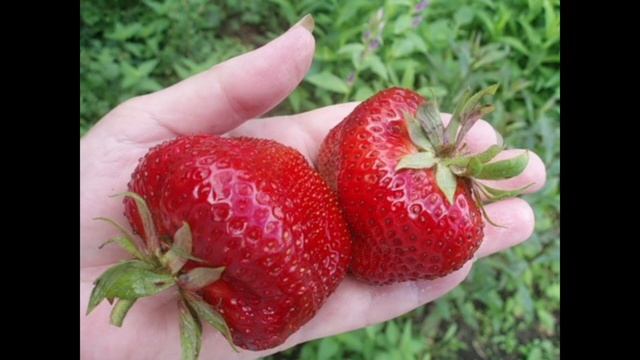 Топ сортов клубники.  Лучшие крупноплодные сорта клубники
