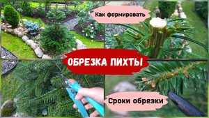 Обрезка пихты.Как формировать, сроки обрезки.
