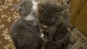 */*СМЕШНЫЕ КОШКИ*/* КОТ ПРИКОЛ*/* ЧТО ДЕЛАЮТ КОТЫ ПОСЛЕ ЗАВТРАКА