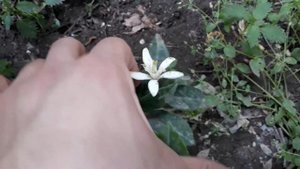 Цитрусы в открытом грунте. Цветение лимона в открытом грунте