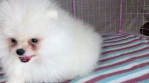 Пушистые щенки померанского шпица. Белые шпицы. Кремовые шпицы. Красивые смешные щенки.