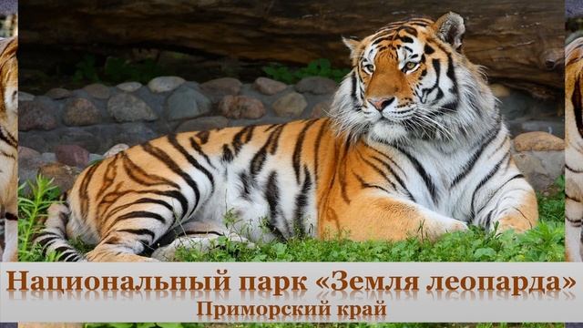 "Заповедники, где живут тигры" (11 января - День заповедников) -Покровская СБ