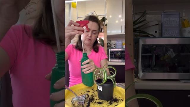 Хойя и хлорофитум
