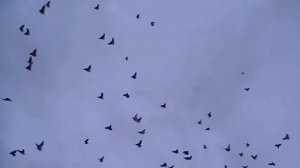 Голуби нколаевские г Мариуполя белохвостые