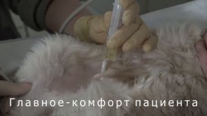 Цистоцентез кошке