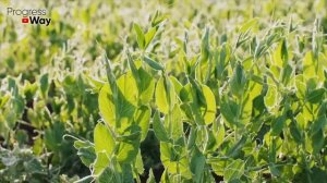 ПОСЛЕ ЭТОГО НЕЛЬЗЯ САЖАТЬ ЧЕСНОК ОСЕНЬЮ! ВНЕСТИ ЭТО В ПОЧВУ ПЕРЕД ПОСАДКОЙ ОЗИМОГО ЧЕСНОКА