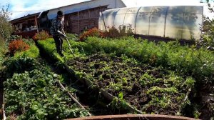 ОСЕННИЙ ВЛОГ !!  Огород 6 СОТОК  в сентябре .Что надо успеть сделать .