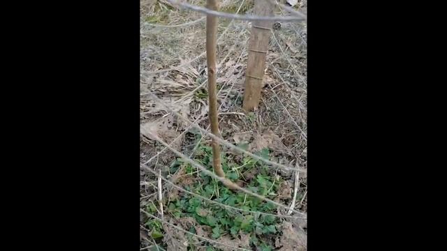 Павловния (Адамово дерево) — выживет ли в Беларуси суровой зимой? Саженцы весной. Ферма Чистяковых. смотреть онлайн