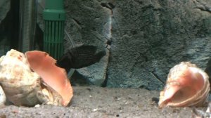 Altolamprologus calvus Black