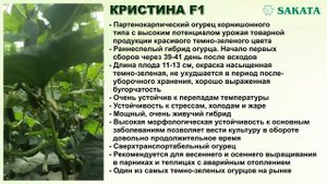 КРИСТИНА F1 - Сверхустойчивый красивый темно-зеленый огурец (05-05-2018)