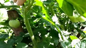 Томаты из проекта гном томатный в теплице и огороде, июль 2021 г. Dwarf tomato project. Видео 3.