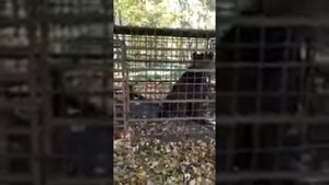 В Башкирии грибники нашли истощенного медведя в клетке