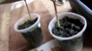 Гиацинтовые бобы. Не только вкусно, полезно, еще и красиво