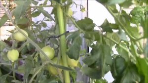 Огород на балконе. Русские балконы .