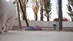 Собака пробует лакомства Serrano Snacks из испанского хамона