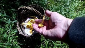 Молодцы Грибоеды! Ловко суть уловили. I Скажи нет Подберёзовику. I Зона