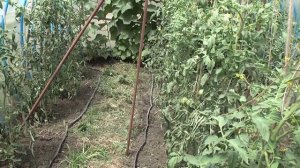 Нюансы использования капельного полива для выращивания растений в грунте