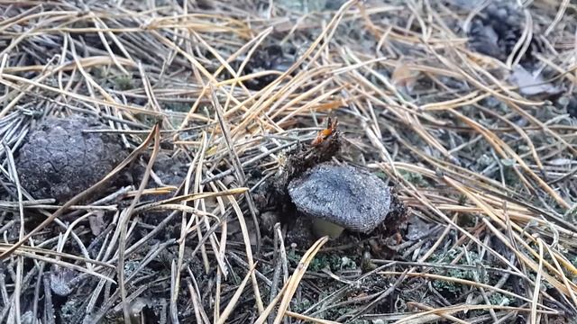 Серые рядовки в минусовую температуру смотреть онлайн