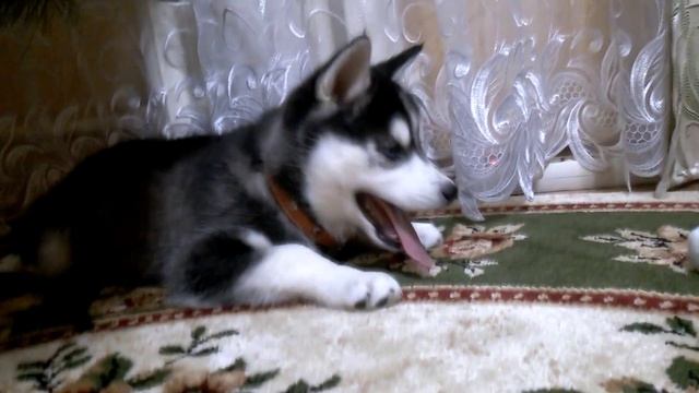 Первый день хаски в доме. смотреть онлайн