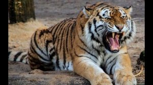 ✅ ТИГРА РЫЧАНИЕ.