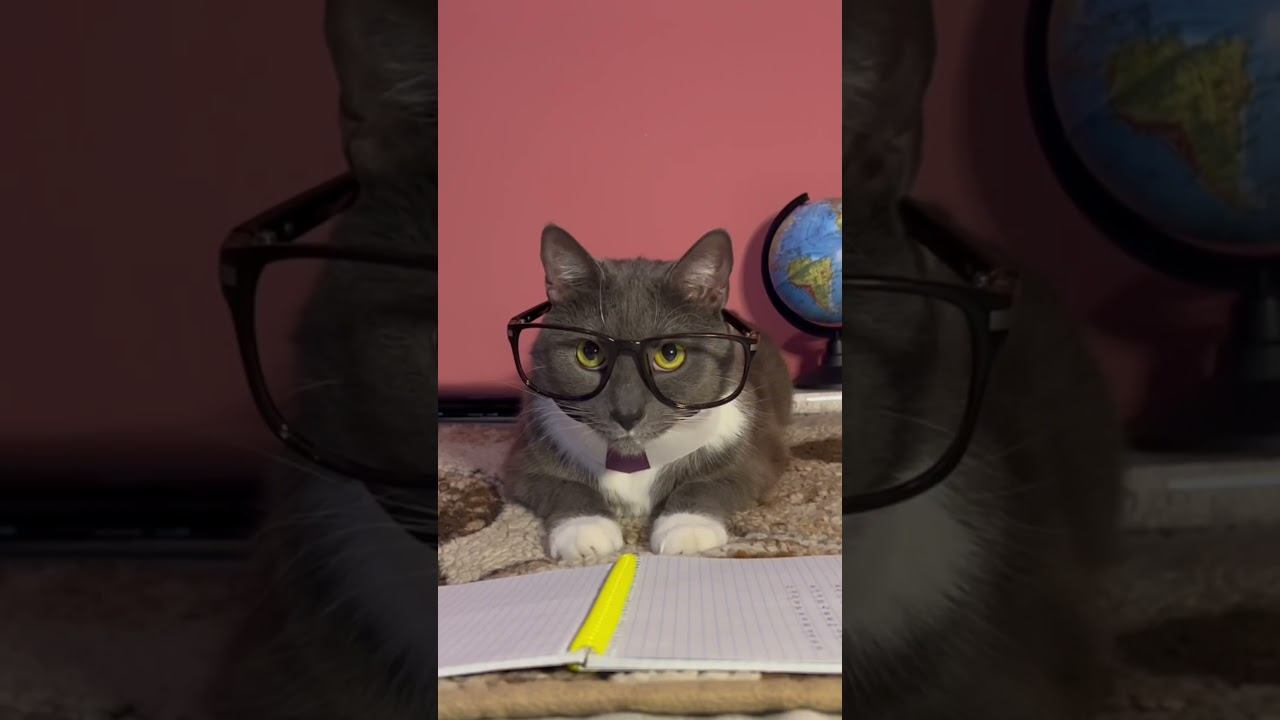 Школа котиков видео
