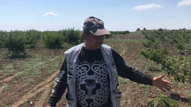 Херсонская обл. Сад Черешни посаженный на Подвое ВСЛ-2, по методу UFO смотреть онлайн