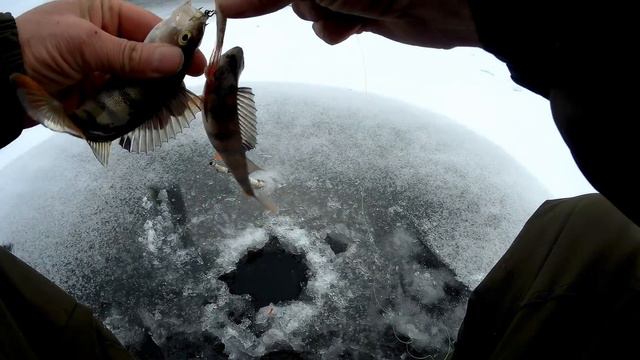 НАШЛИ ЗАЛИВ ПОЛНЫЙ РЫБЫ И ЗАМЕРЗШИЙ! смотреть онлайн