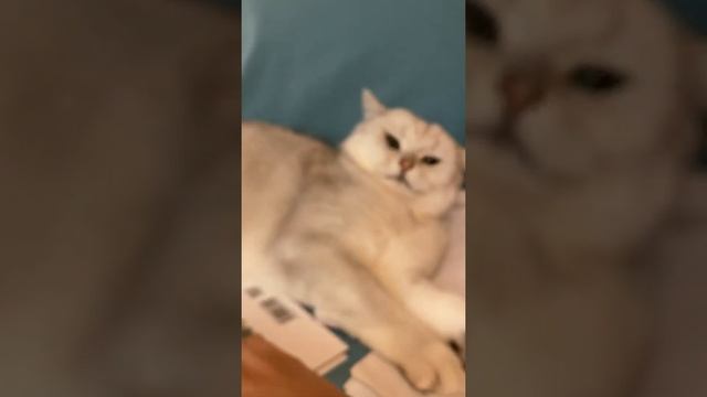 Как сделать массаж коту | ПЕРЕЗАЛИВ Kote Video смотреть онлайн