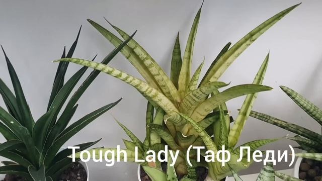 Коллекция Сансевьерий. Полный обзор в 2023году. Февраль. Сансевиерия. Sansevieria collection.
