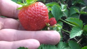 Ампельная Клубника сорт Варнавин