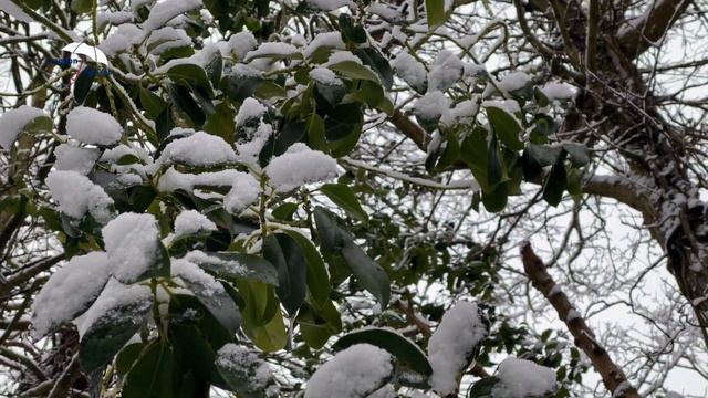 Снег в Англии // Snow in England смотреть онлайн