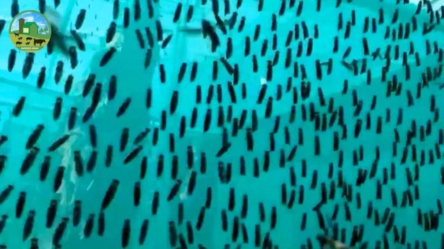 Black Soldier Fly Farming - How to Start Business Black Soldier Fly Larvae Farming - Business Ideas