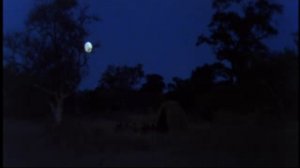 Наверно боги сошли с ума