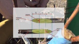 ПРИВИВКА УЛУЧШЕННАЯ КОПУЛИРОВКА | МАСТЕР КЛАСС | ЧАСТЬ 2