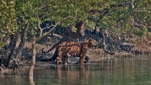 Мангровый лес Сундарбан. Самый большой мангровый лес на Земле.
