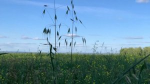 485. ♫  ."Пластинка юности моей" - Игорь Аравский , композитор ,исполнитель