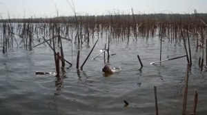 ДЕДОВСКАЯ МОРМЫШКА ОПЯТЬ ВЫРУЧАЕТ. Рыбалка. Рыбалка на карася  Ловля карася на кивок. На поплавок.