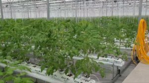 Основные элементы теплиц корейского типа